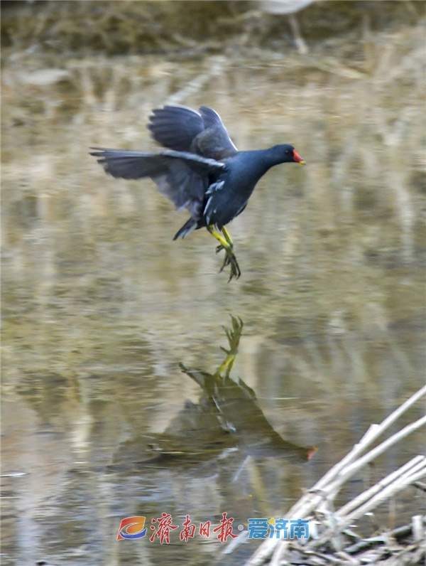 水中珍禽黑水鸡，冬日栖息济南腊山河 