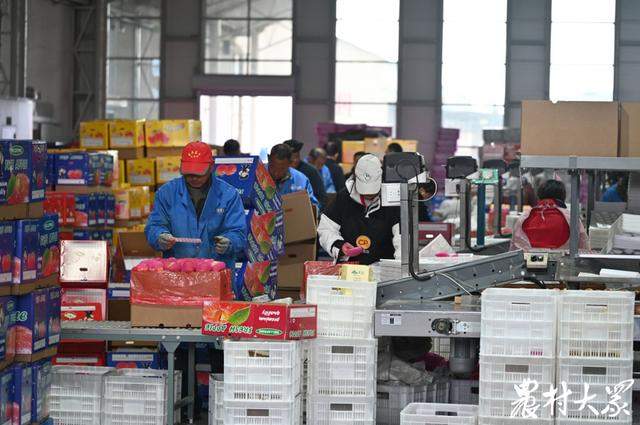 山东果品出口，持续“热辣滚烫”