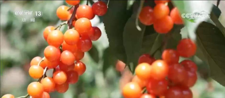 “以果富民”“以果促旅”谋发展 小樱桃撬动大产业拓展乡村振兴路