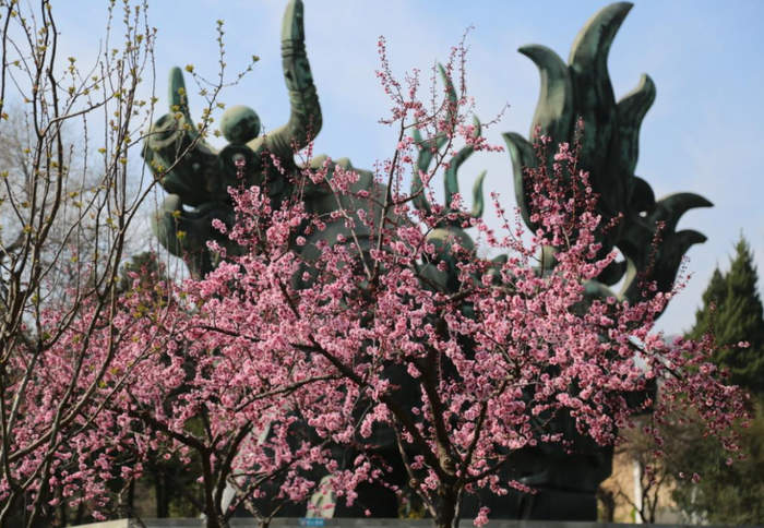 一城春色半城花！济南九大公园藏着这些爆款花景