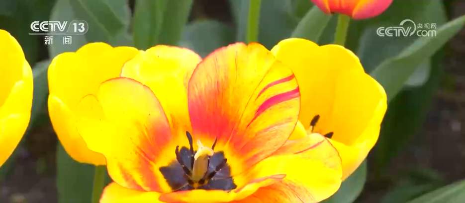 “成绩单”亮眼→我国生物多样性保护“硕果累累”