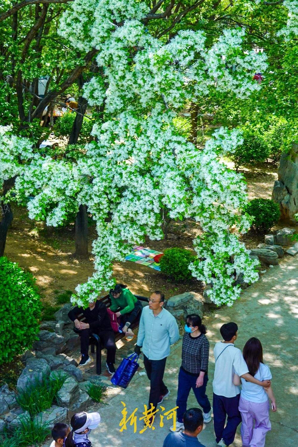 泉城公园流苏花如约绽放 洁白如雪备受喜爱