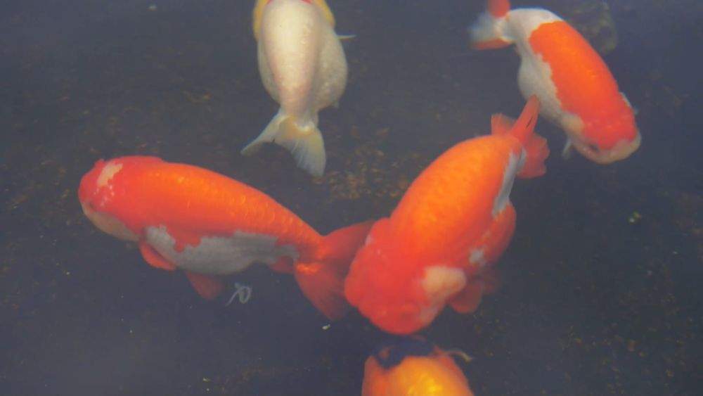 新华视点|2026开局暖人心:消费旺 服务优 基建稳