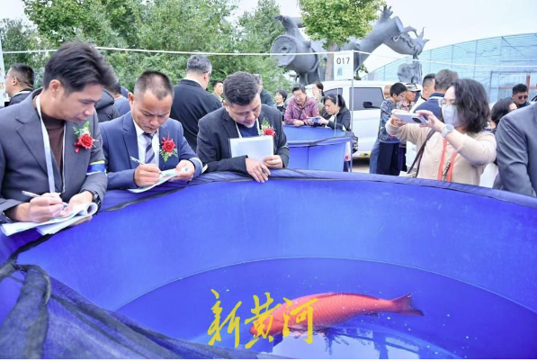 万尾锦鲤竞芳华,第六届名优锦鲤大赛在济南长清马山火热启幕