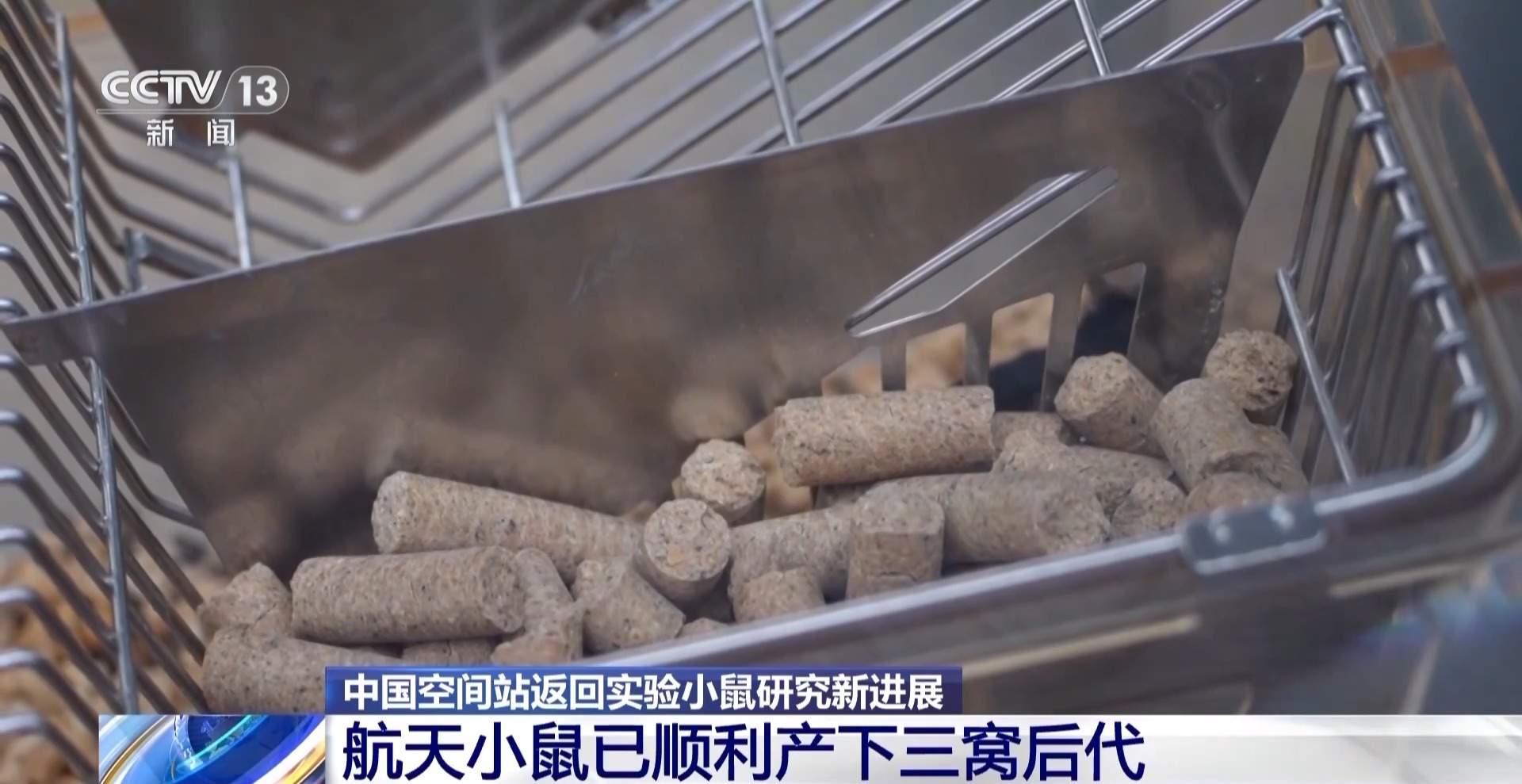 航天小鼠已顺利产下三窝后代 空间繁育研究获新进展