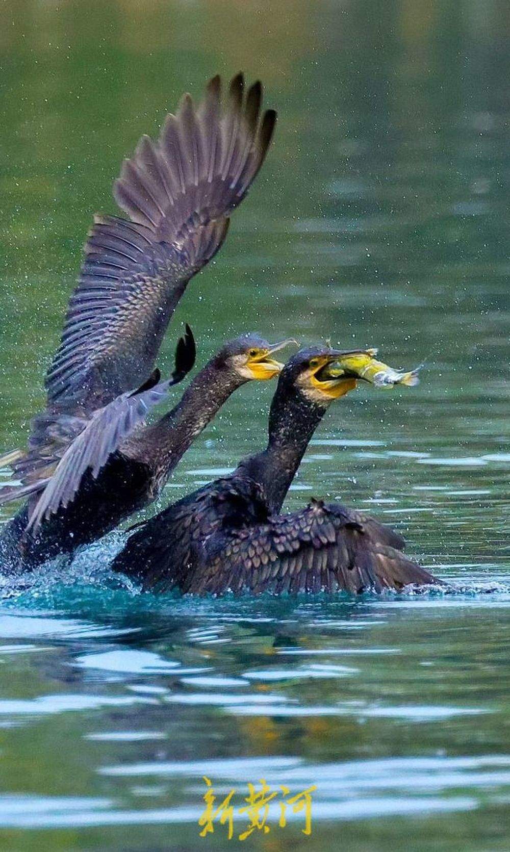 生态环境持续改善，多种候鸟在济南大明湖过“寒假”