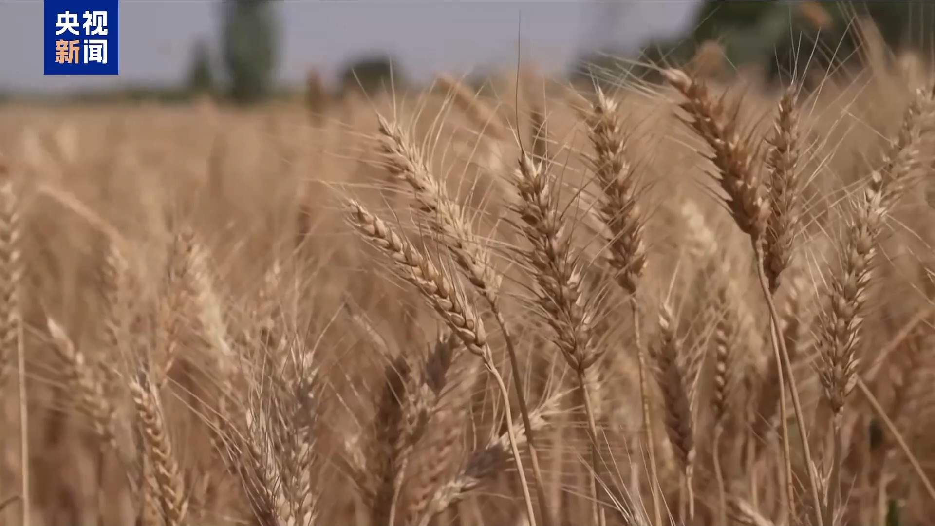 连续6年增长 全球近3亿人面临严重粮食不安全问题