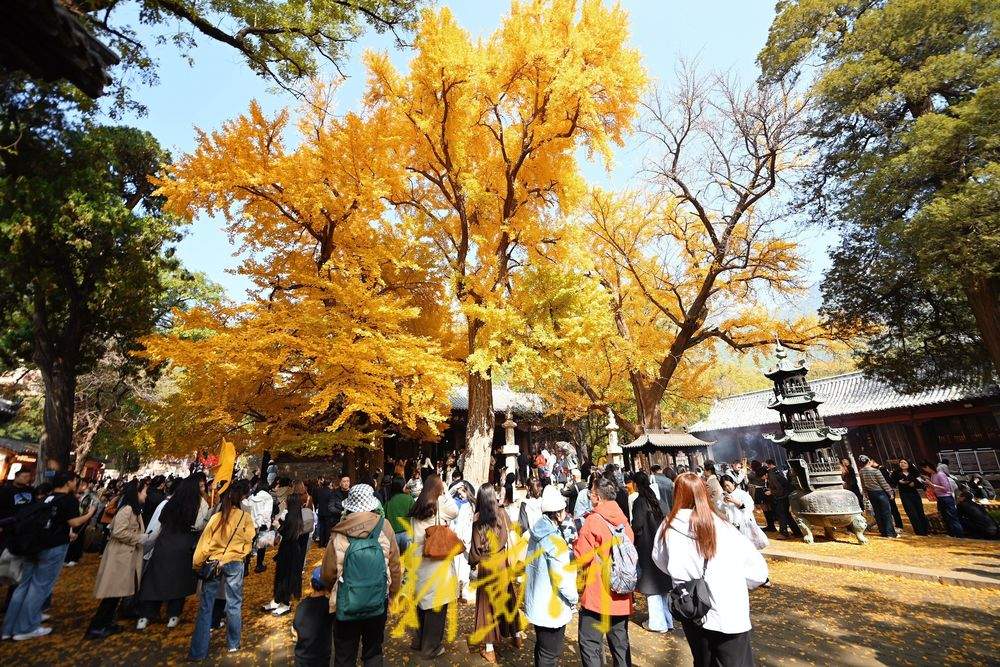 一年四季 泉在济南丨灵岩寺千年古银杏树换金装，深秋泉城诗意浓