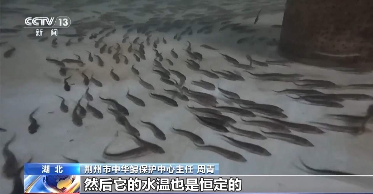 10万尾中华鲟今日放归长江 看“水中国宝”如何养大