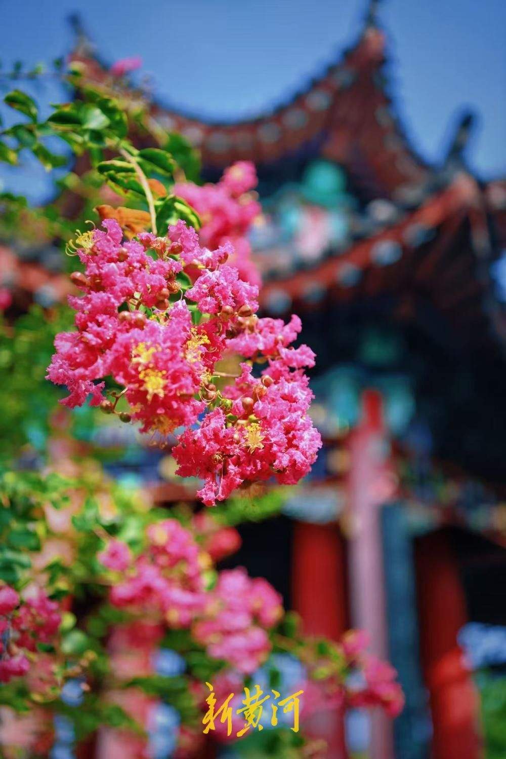 夏花未谢秋正好，大明湖得月亭繁花似锦