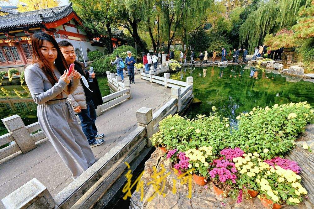 一步一景！趵突泉菊展进入最佳观赏期