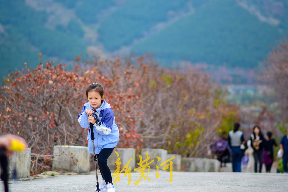 初冬时节红叶漫山，市民纷纷登山赏叶