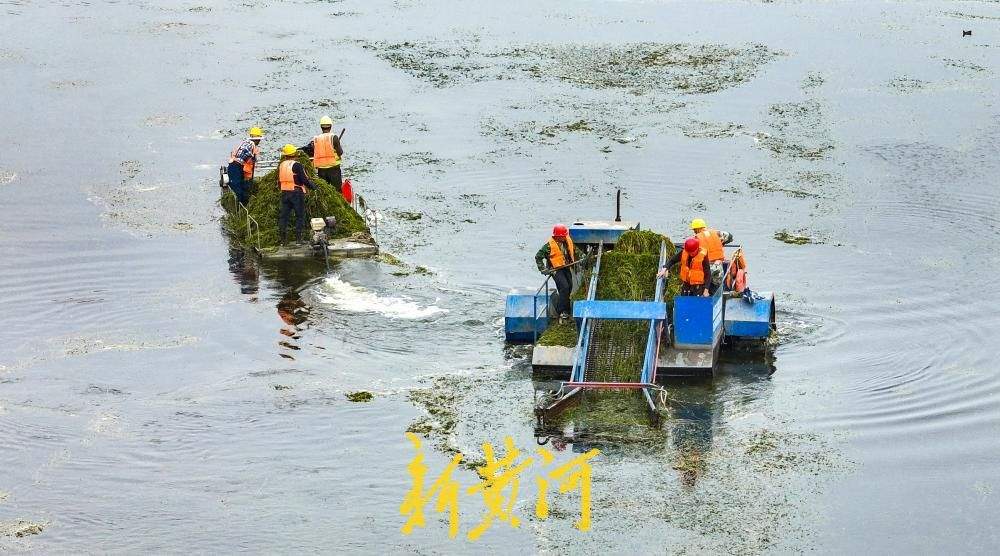 腊山分洪道水草进入生长旺季 打捞船河面穿梭作业清理
