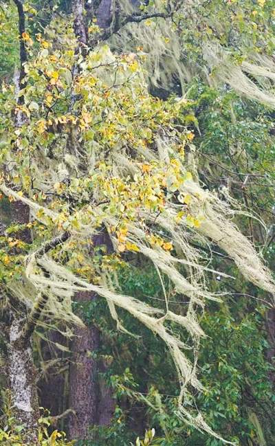 什么是“树胡子”？一起了解这位地球上最古老的“居住者”