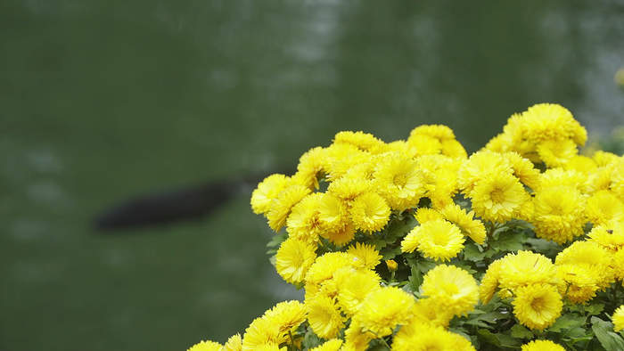 金秋菊展火热进行中 “菊花仙子”古风巡游成趵突泉里的亮丽风景线