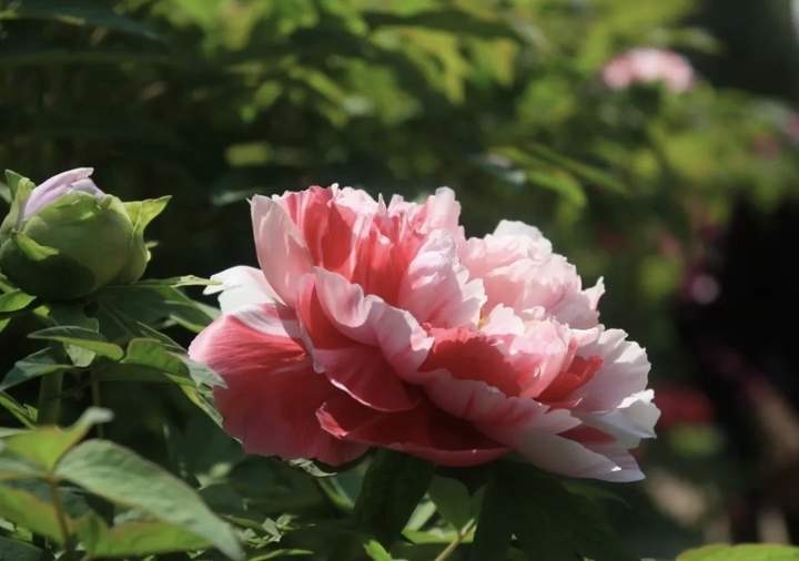 万株牡丹齐绽放!济南植物园50余品种牡丹盛放 九大色系醉春光