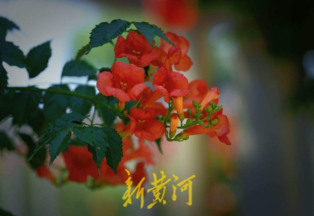 初夏浪漫！百花洲凌霄花开火红热烈