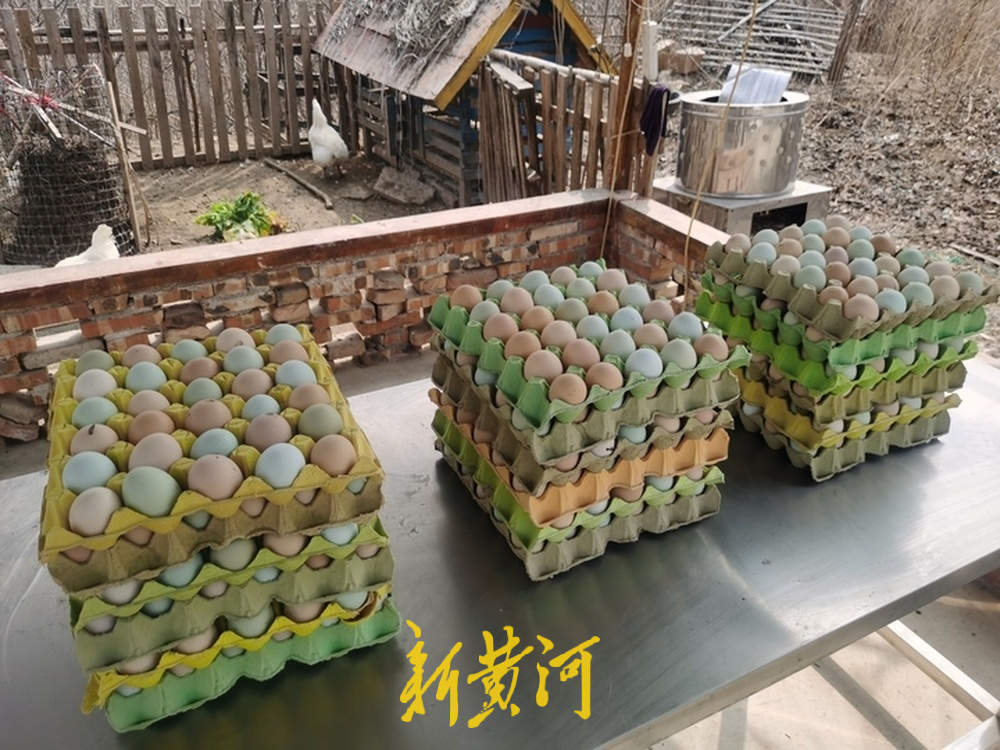 “云”养小鸡小猪，济南认养农业悄然兴起