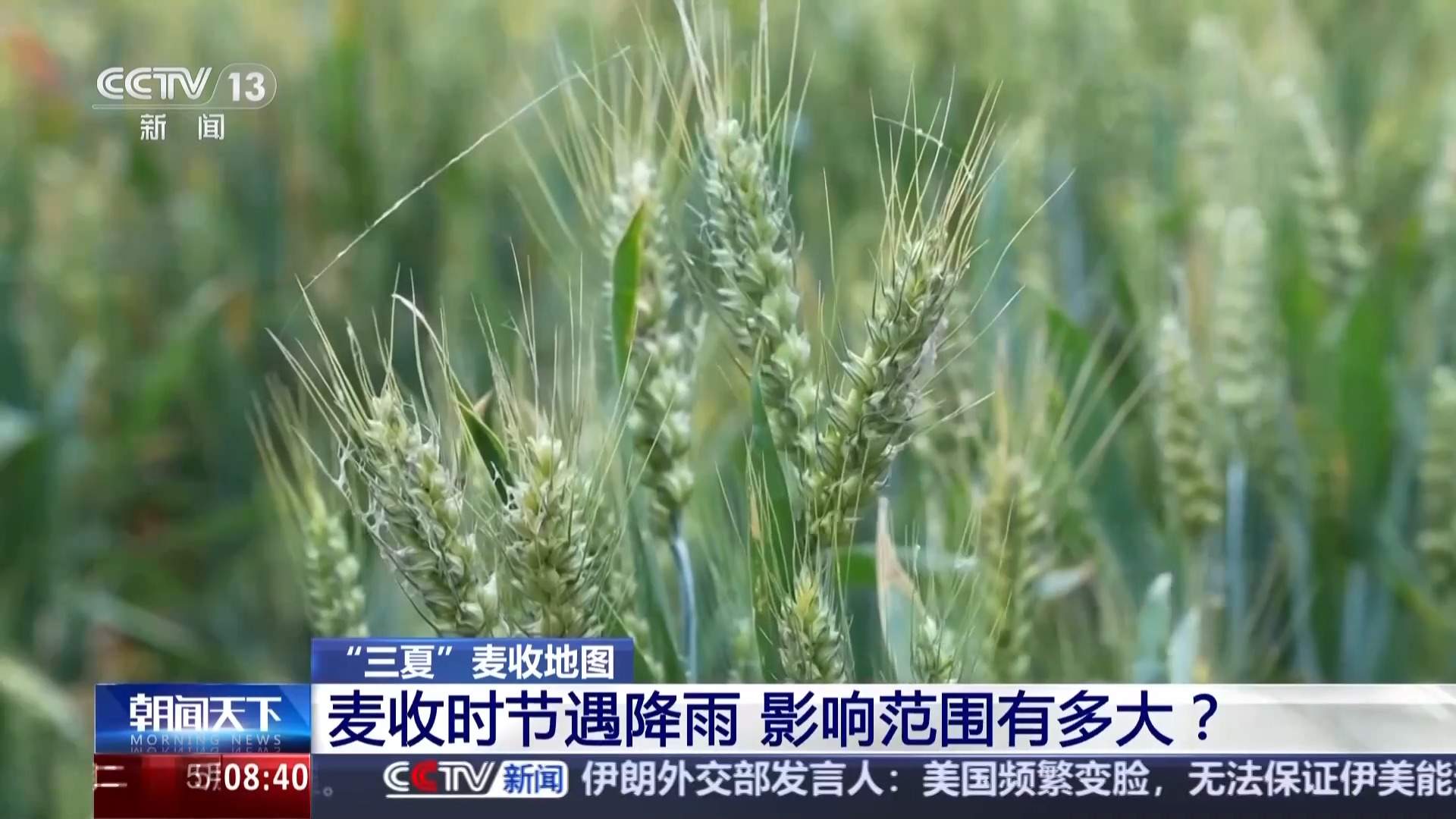 视频丨麦收时节遇降雨 影响范围有多大？专家解读