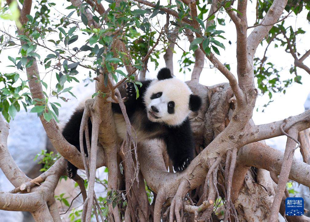 首对“港产”龙凤胎大熊猫正式命名为“加加”“得得”