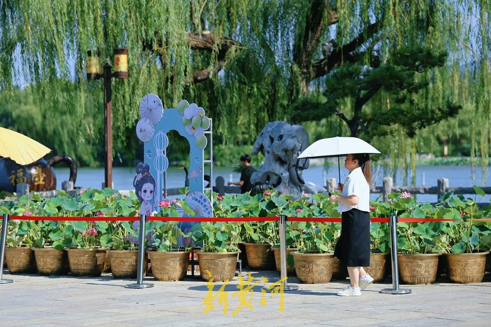 一年四季 泉在济南丨荷花飘香引客来，57种珍品荷花争艳亮相大明湖
