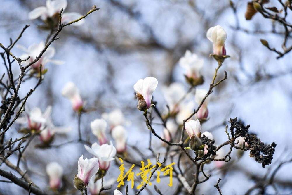 繁花即将上线！济南百花公园玉兰大道3月将迎最佳观赏期