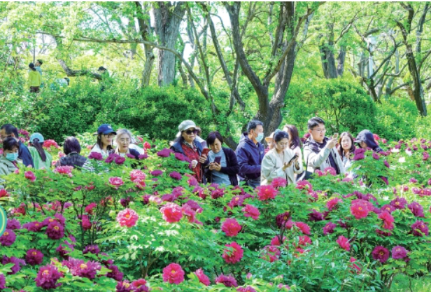 泉城公园4000余株牡丹竞芳华 大明湖北门流苏花开正盛