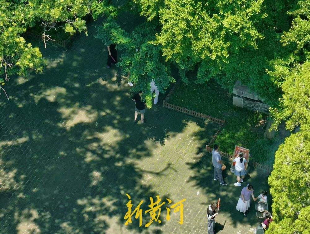 清凉感拉满！灵岩寺千年银杏浓荫蔽日引游客纳凉
