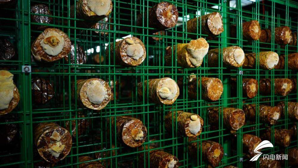 沿着黄河遇见海丨德州夏津：沙生绿 绿生金 古桑树群焕发新生机