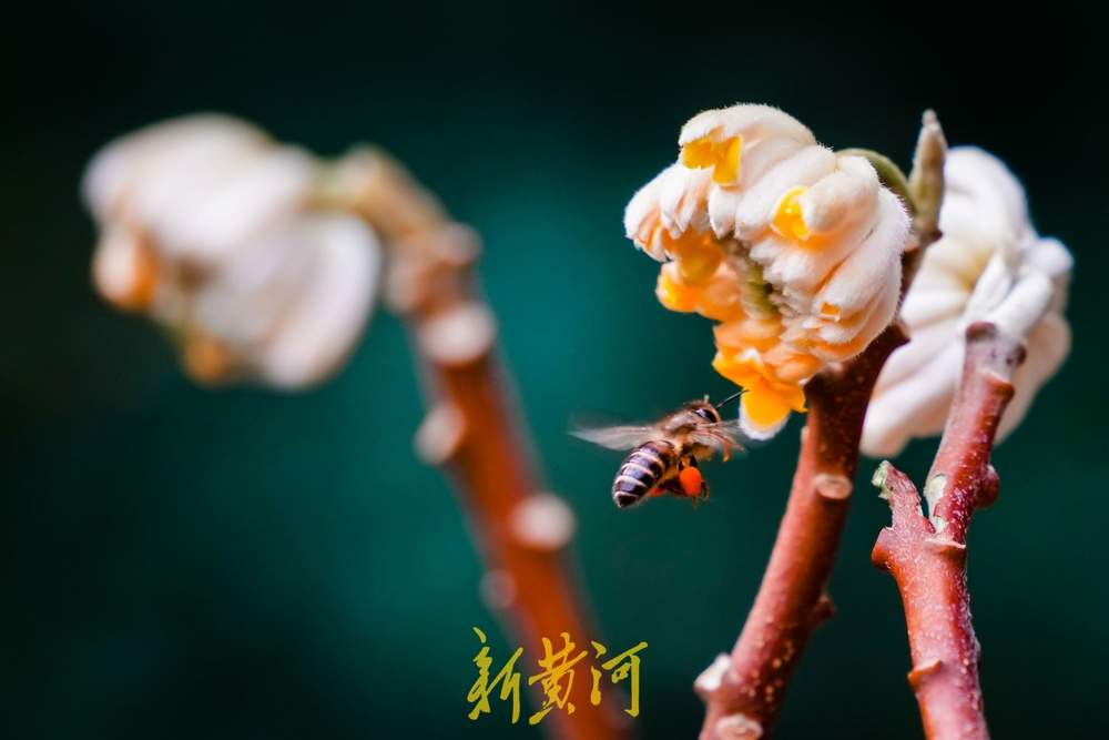 色彩斑斓！泉城春色醉游人