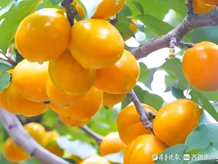 济南南部山区柳埠珍珠油杏成熟啦，快来采摘你的小“杏”运！