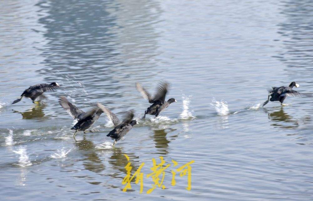 ϣƽ̤˷ɣ硰ִ