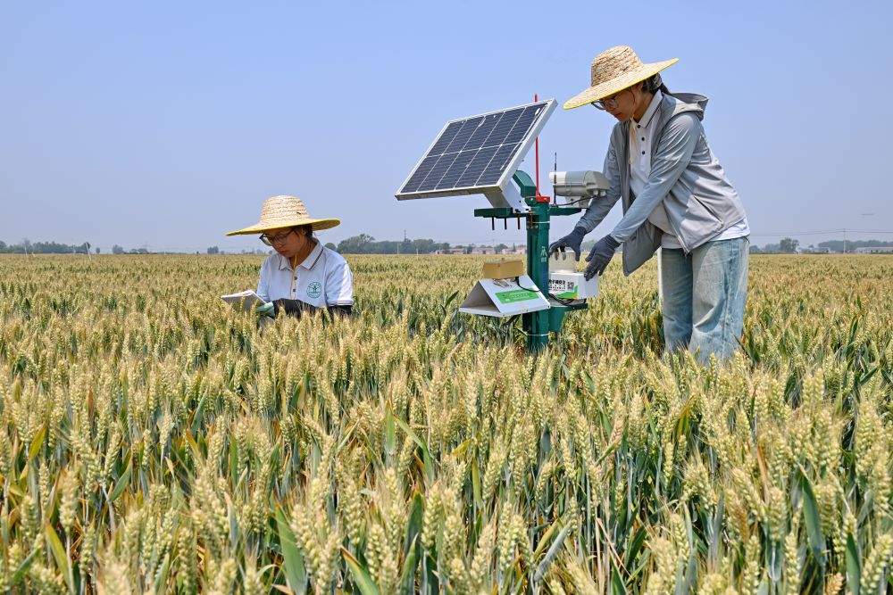 “三夏”大忙已至，这份夏收指南请查收！
