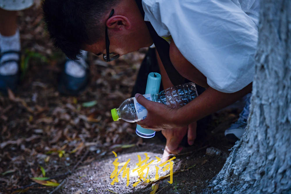 又到了摸知了猴的季节，树林里到处闪着手电筒的光