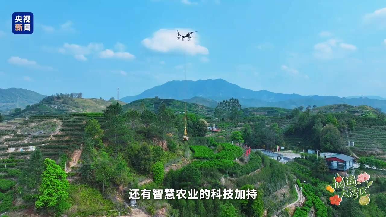 摘遍大湾区丨你被多变的茶香“圈粉”了吗？这座茶山藏着“数字密码”