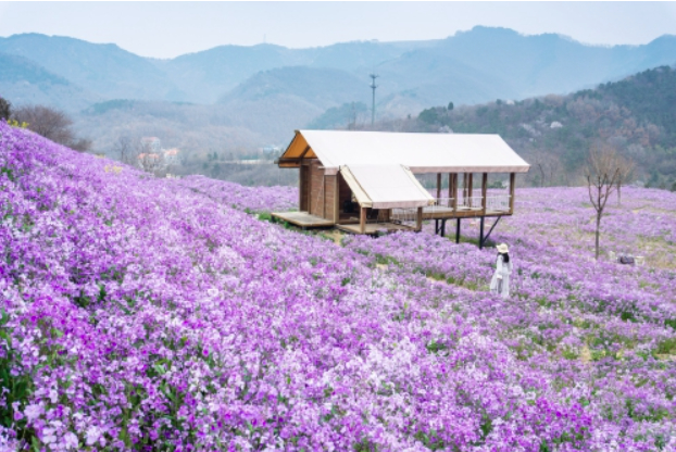 九如山繁花漫卷 二月兰怒放铺就紫色花海