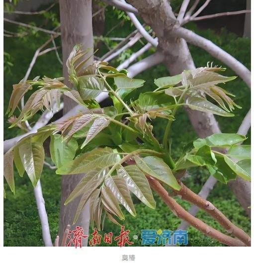 春日吃野菜不冒险：济南疾控发布“叶部可食野菜与有毒植物鉴别全攻略”