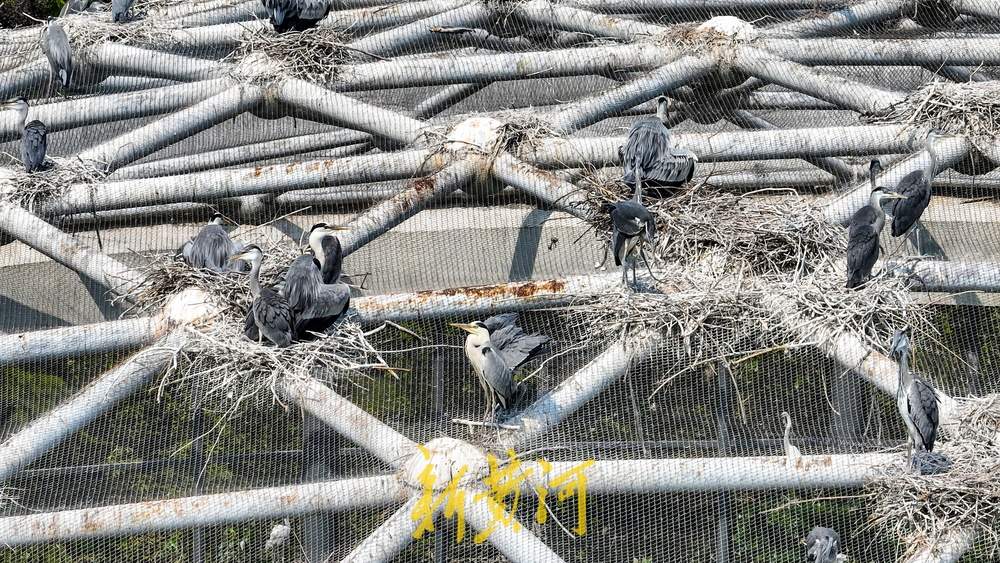 食物充足，济南动物园鸟馆顶部吸引数十只野生鸟筑巢栖息