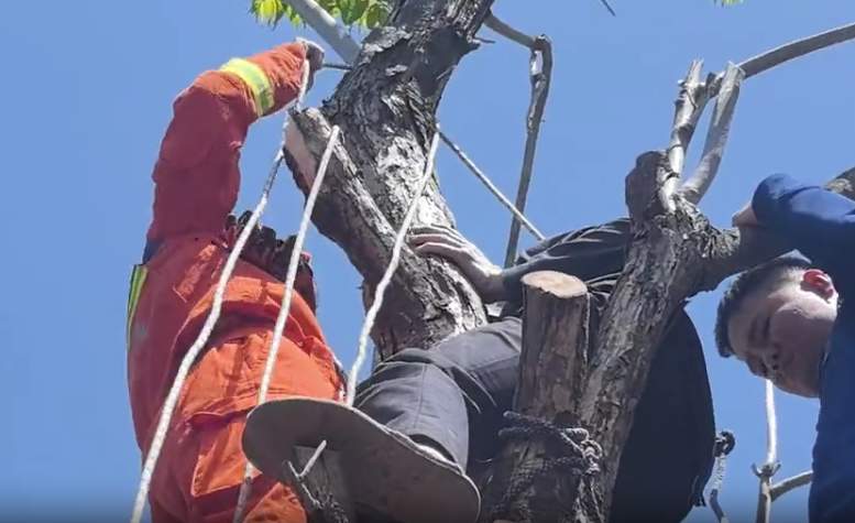 八旬老人摘香椿被困8米树上，山东消防出手了！