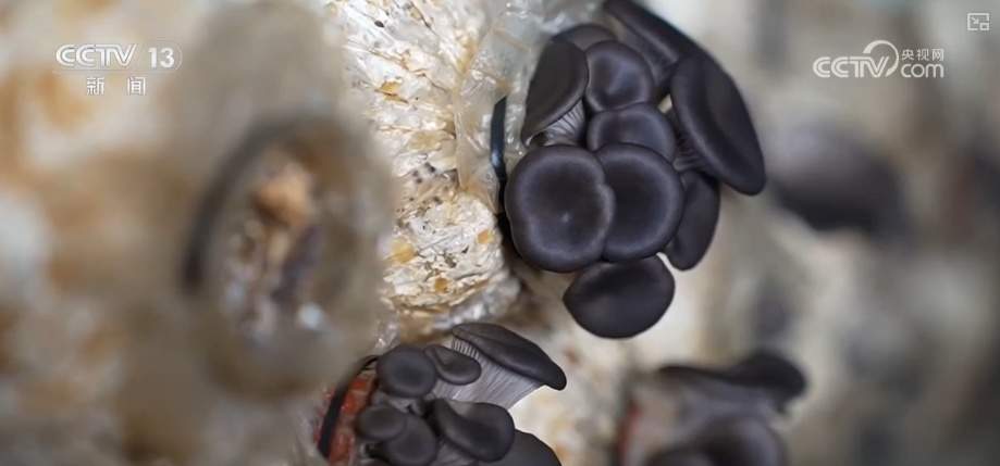 百姓“菜篮子”价优物丰四季安然 多举措有效保障春节供应