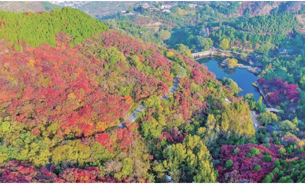 秋入泉城 风物成诗 济南以山水延展城市文旅叙事