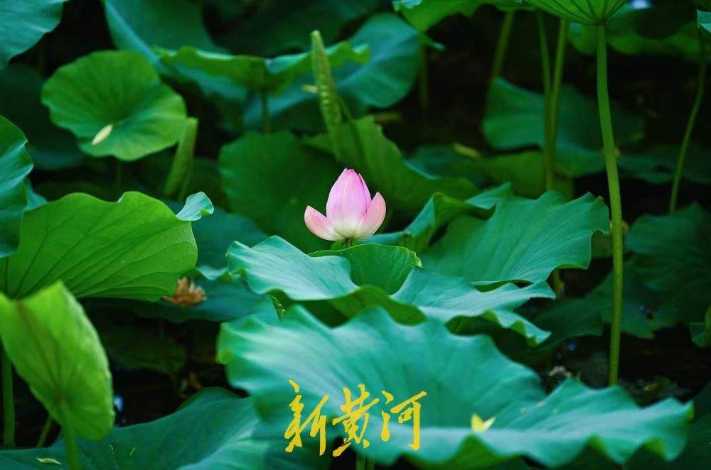 荷风驱暑气 济南大明湖藕香榭附近荷花渐次绽放
