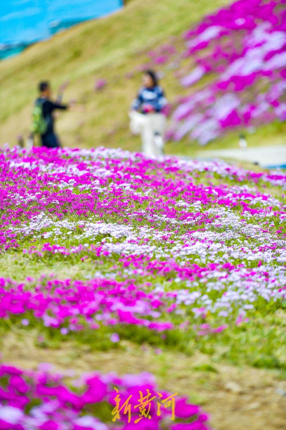 一年四季 泉在济南｜龙鼎大道福禄考花海迎春绽放