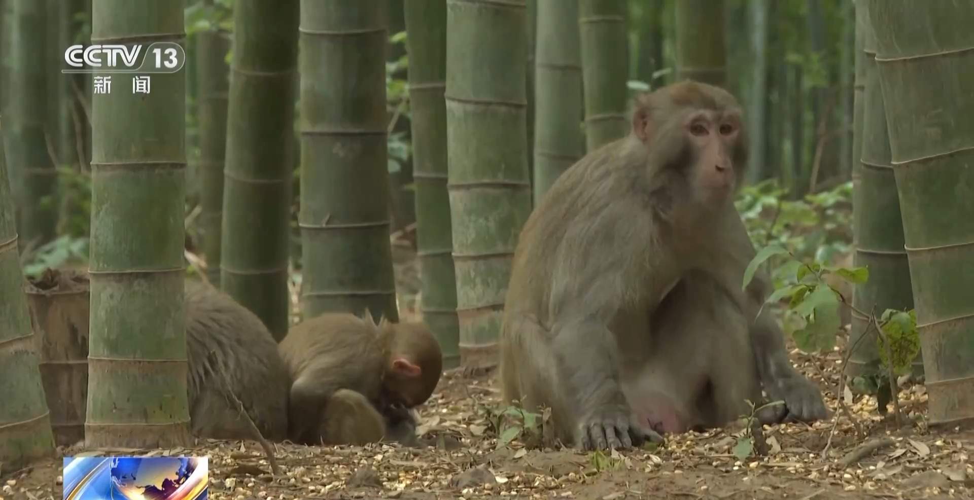 江苏一景区“月均6万元收编泼猴”引关注 “人猴冲突”如何解决?