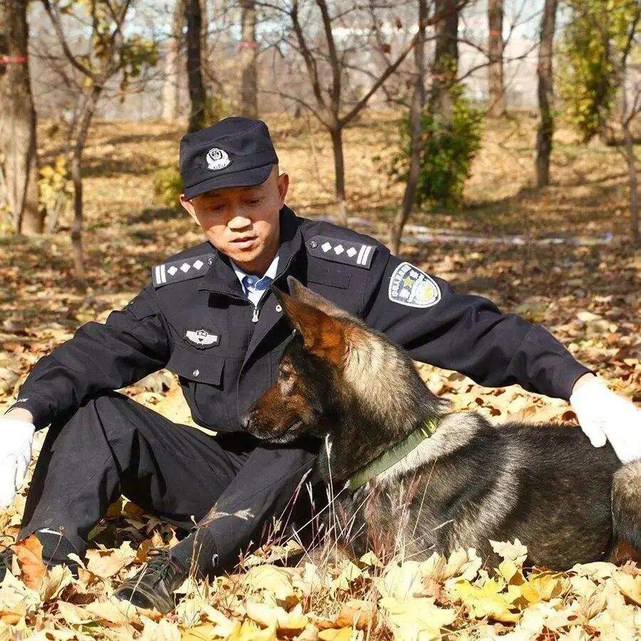 “黑狼” 被选定为中国警犬LOGO形象犬