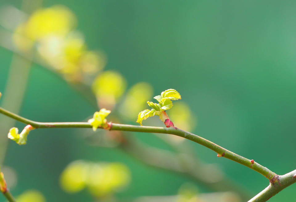 济南惊蛰到，万物复苏百虫闹
