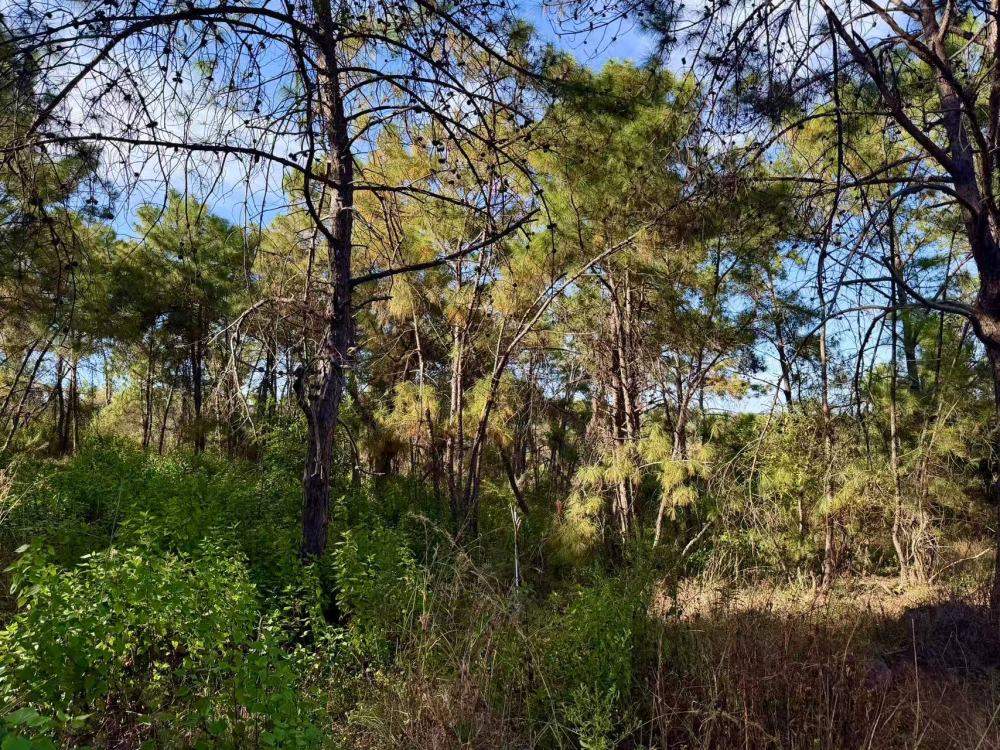 美味松露,缘何成中国新“土特产”