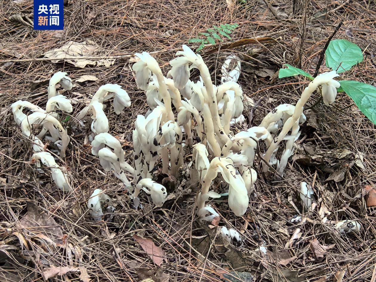 重庆秀山发现国家近危级“幽灵草”130余株