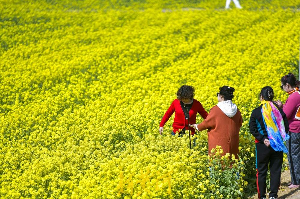 济南这处油菜花地免费开放，市民可尽情拍照嬉闹