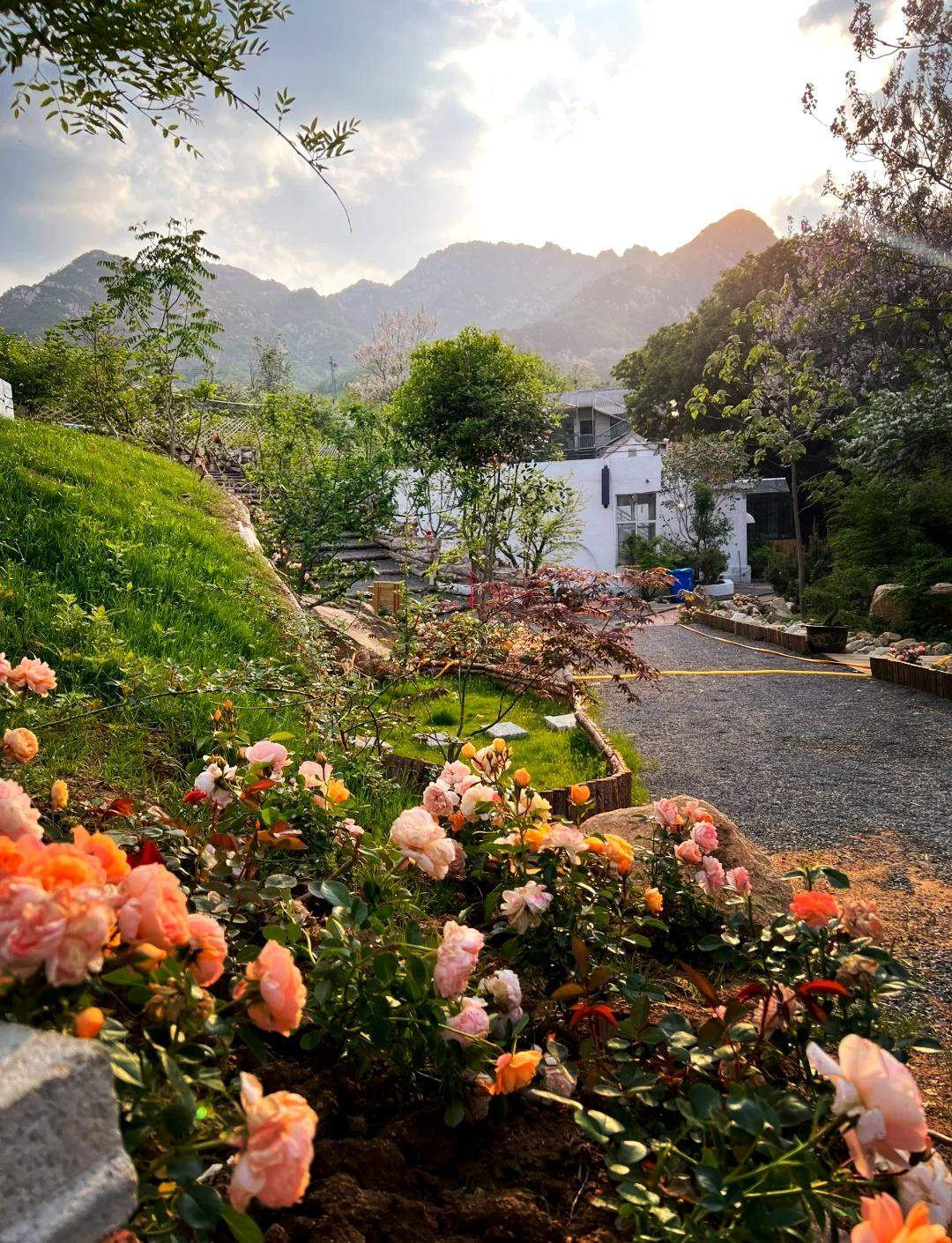 山东“点绿成金”图鉴：林票贷千万、古枣挂“身份证”，生态家底变富民家产